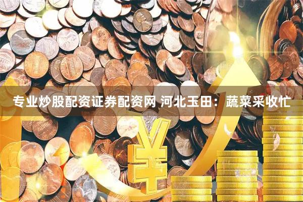 专业炒股配资证券配资网 河北玉田：蔬菜采收忙